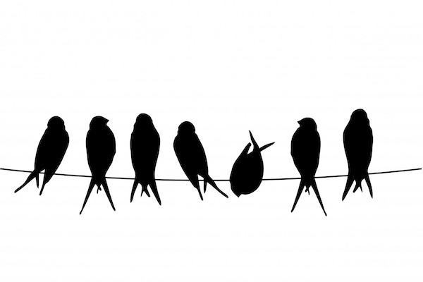 birds-on-a-wire