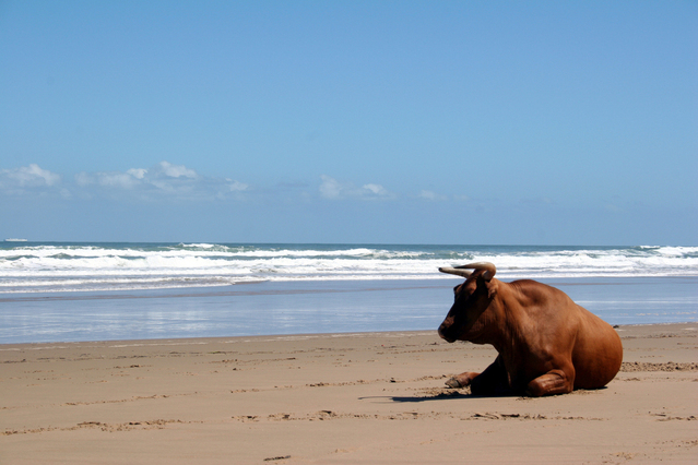 Peaceful Bull